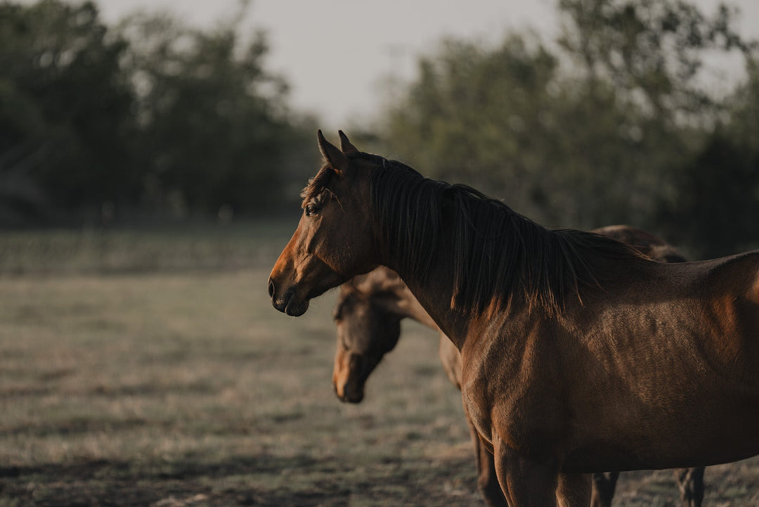 Developing Horses for Resale - Part I