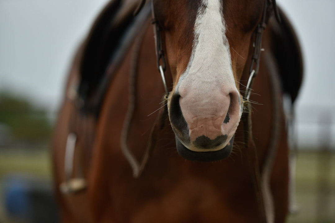 Lucy - The Big, Dark Horse