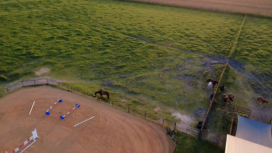 Immersive Horsemanship Vacation