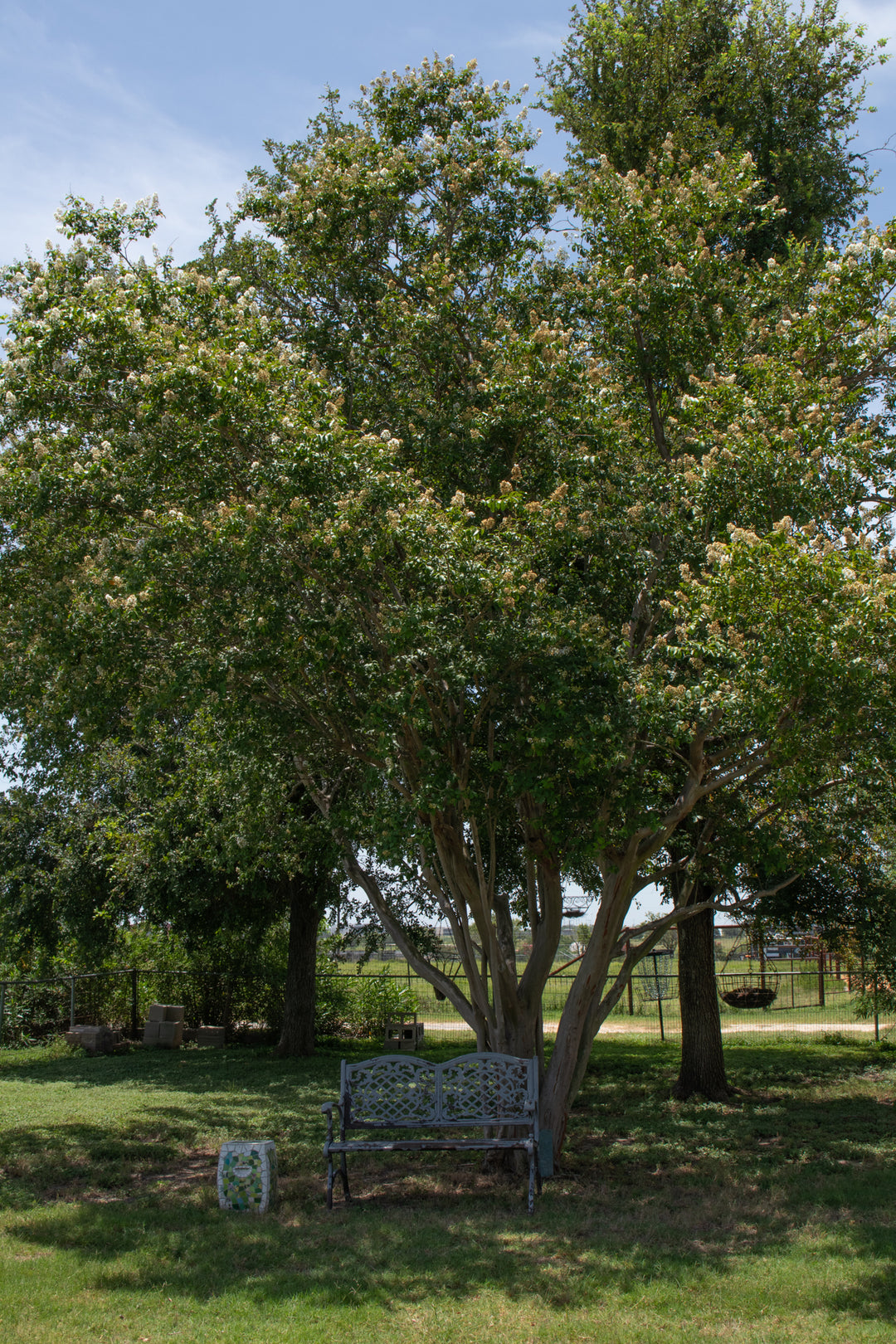Immersive Horsemanship Vacation