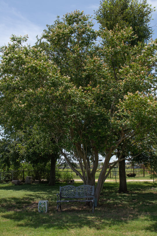 Immersive Horsemanship Vacation